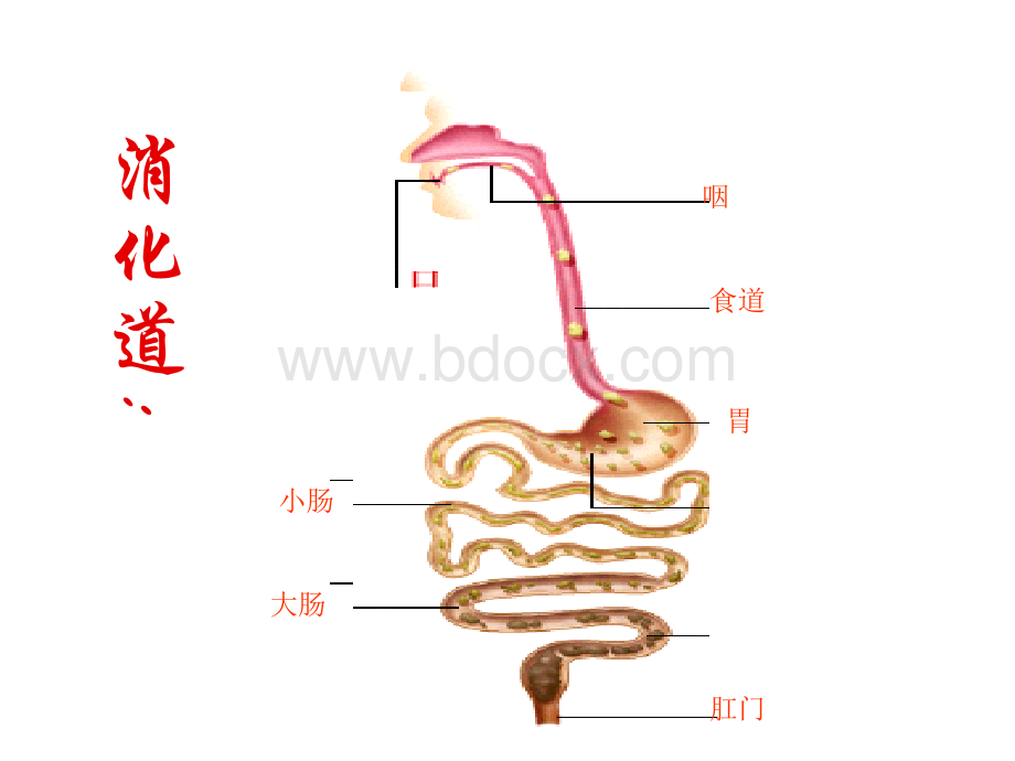 生物：消化和吸收-课件(济南版七年级下).ppt_第3页