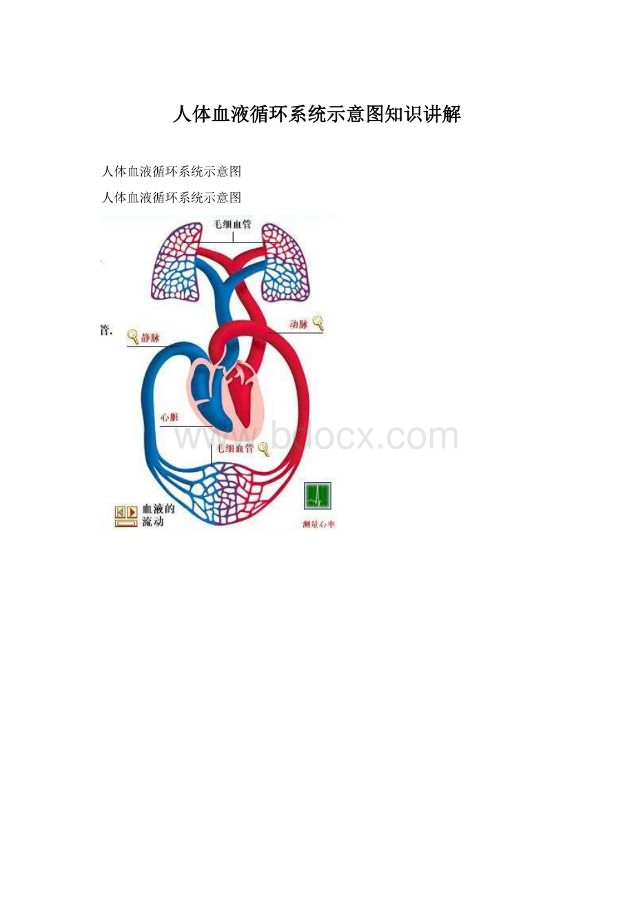 人体血液循环系统示意图知识讲解Word下载.docx