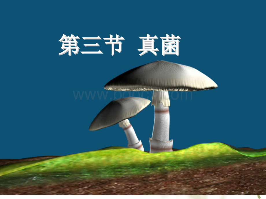 八年级生物《真菌》课件.ppt_第1页