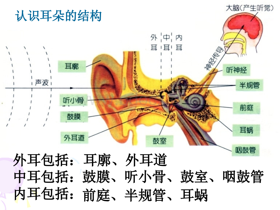 耳的结构与听觉的形成[科学].ppt_第2页