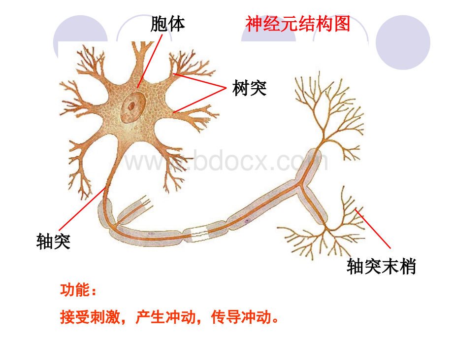 神经系统与神经调节(第二课时).ppt_第2页