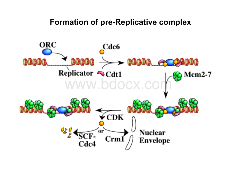 斯坦福大学分子生物学课件-Replication3A.ppt_第1页