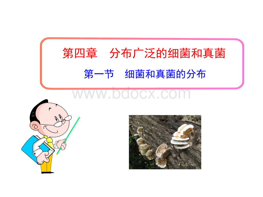 第一节细菌和真菌的分布课件PPT格式课件下载.ppt_第1页