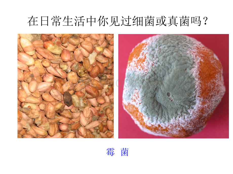 第一节细菌和真菌的分布课件PPT格式课件下载.ppt_第2页