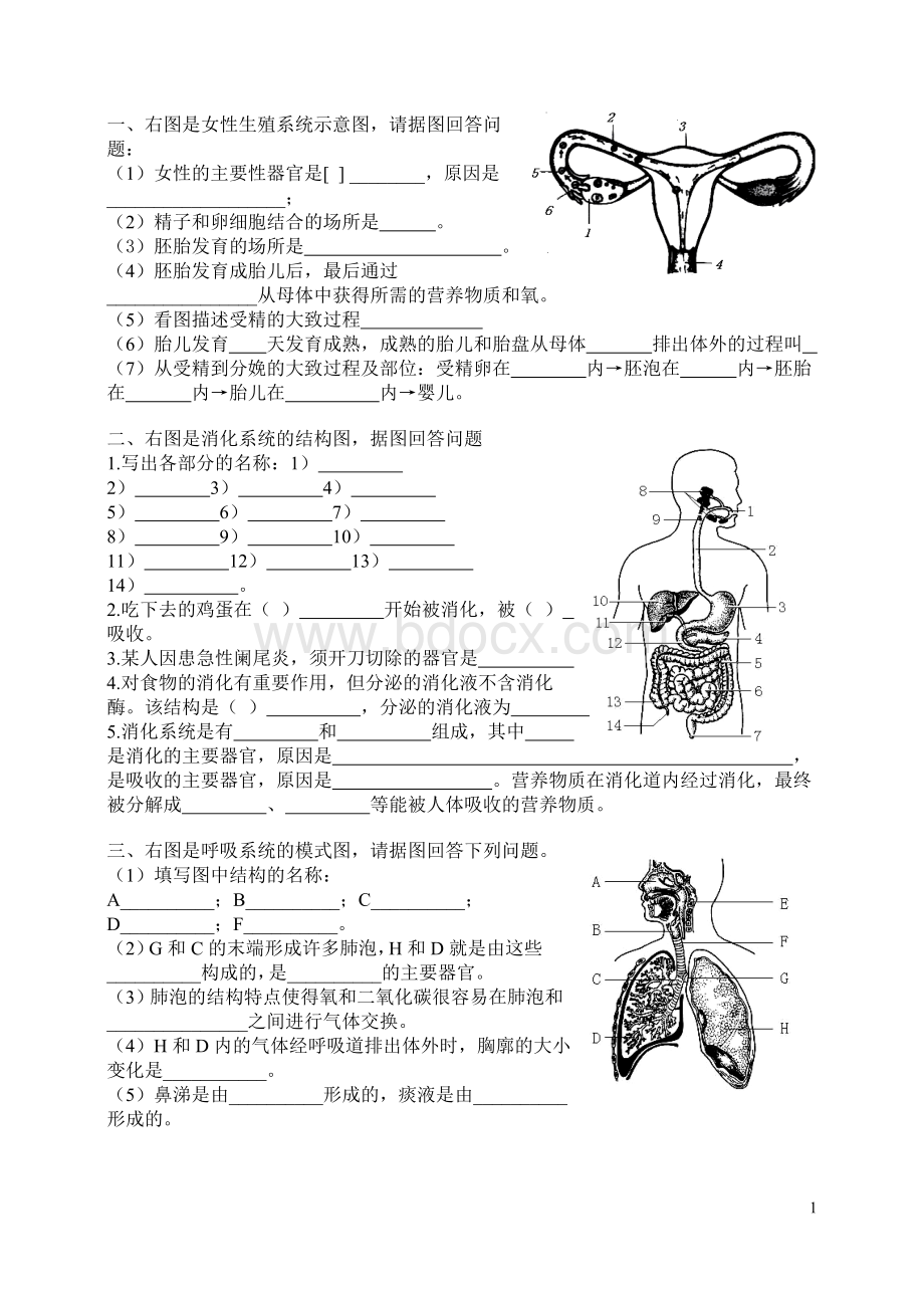 初中生物七年级下册复习资料-填图.doc_第1页