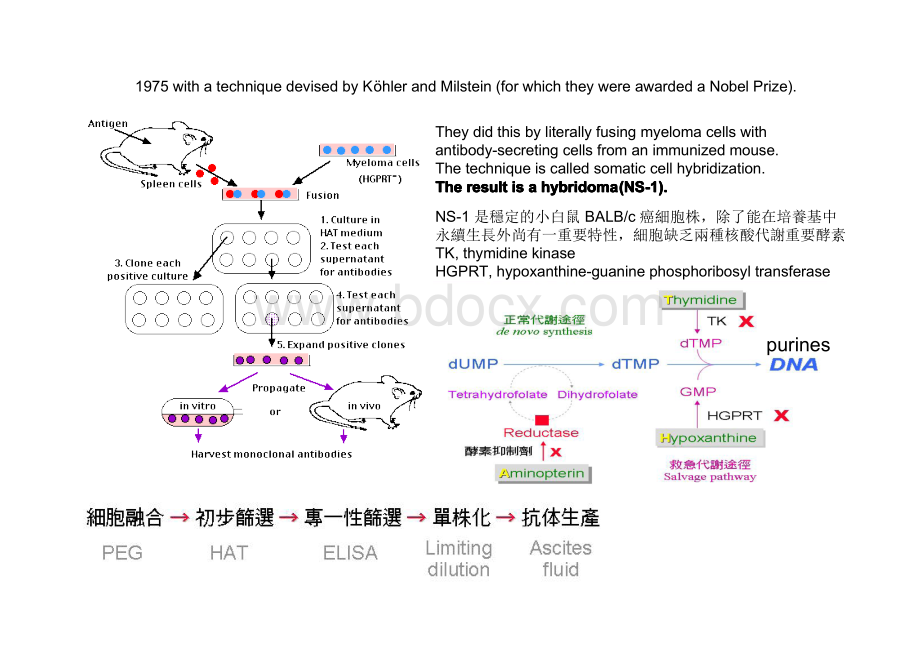 人源化抗体制备的主要方法1.pdf_第3页