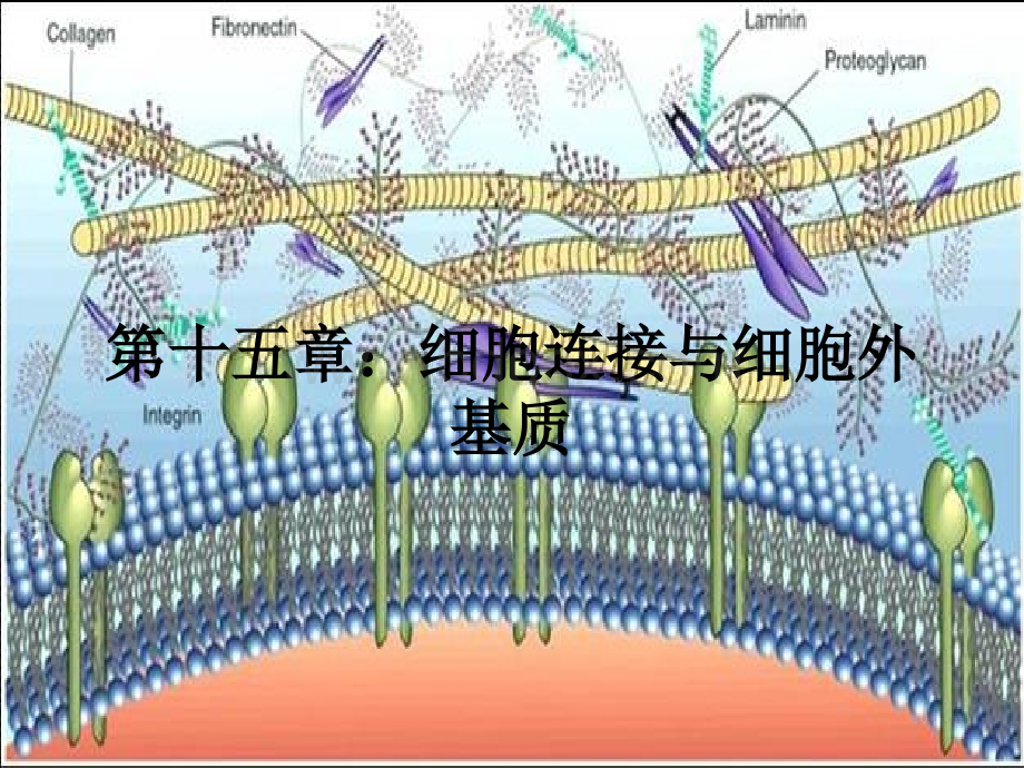 第十五章：细胞社会的联系：细胞连接细胞黏.PPT推荐.ppt