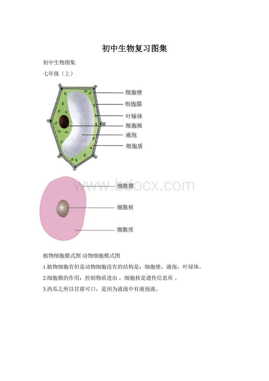 初中生物复习图集.docx