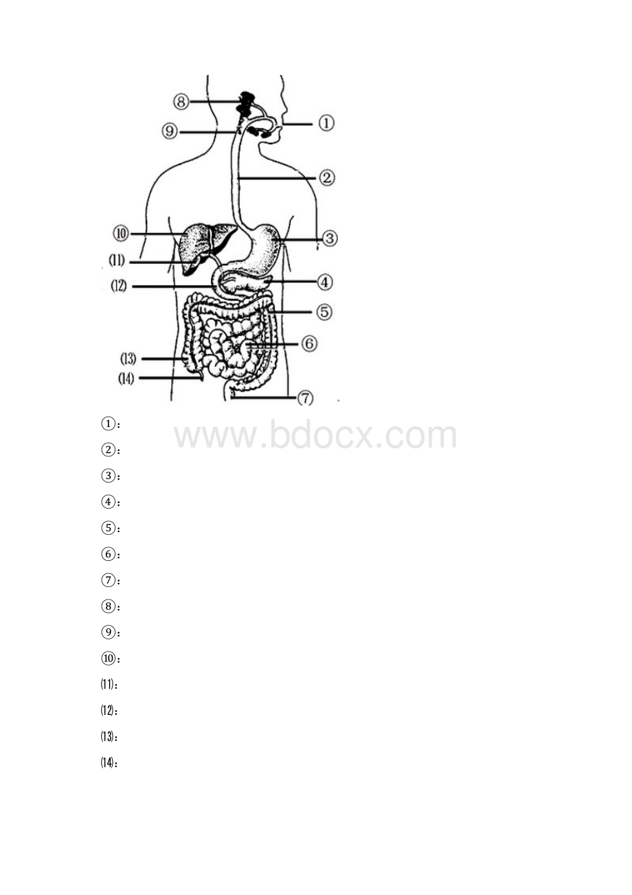 最新人教版七年级生物下册填空形式知识点复习提纲大全附答案.docx_第3页