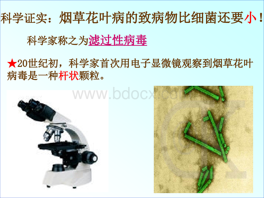 鲁教版八年级生物上册病毒pptPPT文件格式下载.ppt_第3页