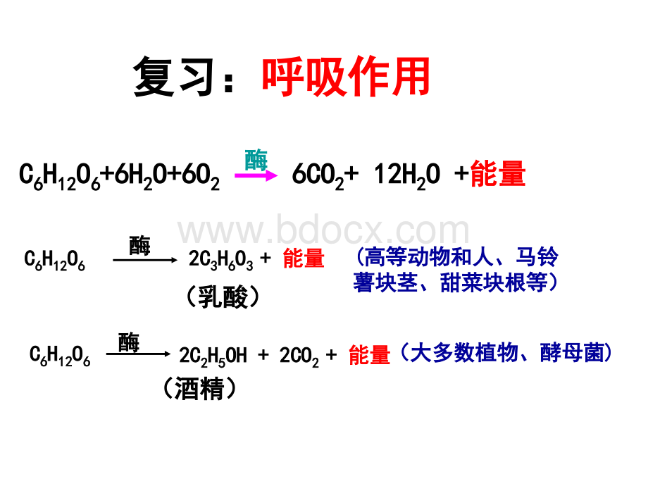 第一轮光合作用一轮复习课件.ppt_第1页