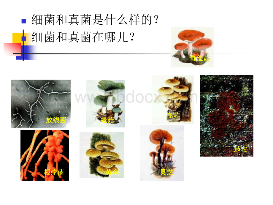 第五单元第四章第一节细菌和真菌的分布.ppt_第2页