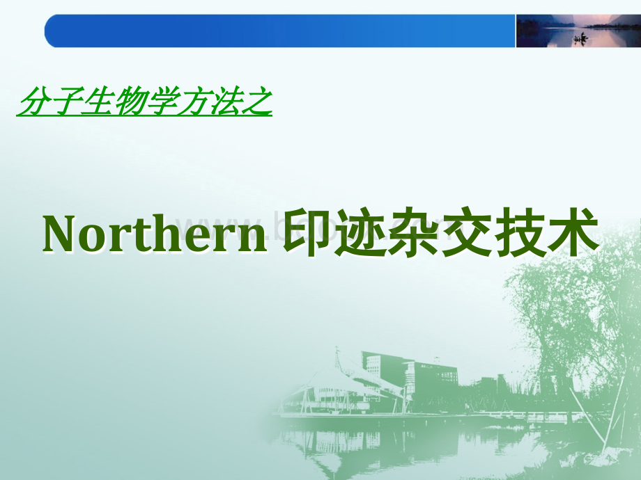 Northern印迹杂交技术.ppt