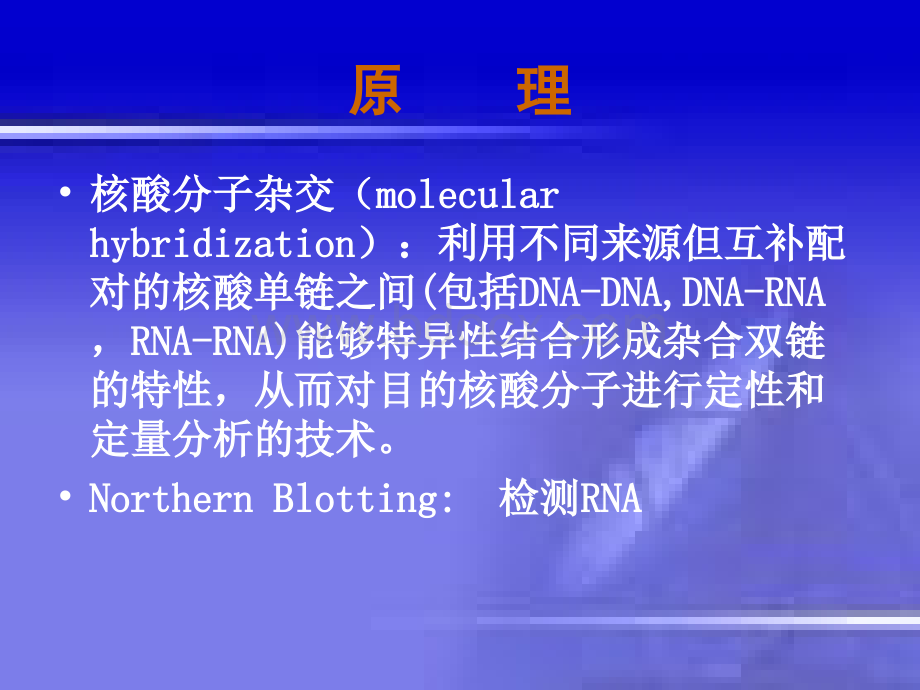 Northern印迹杂交技术.ppt_第2页