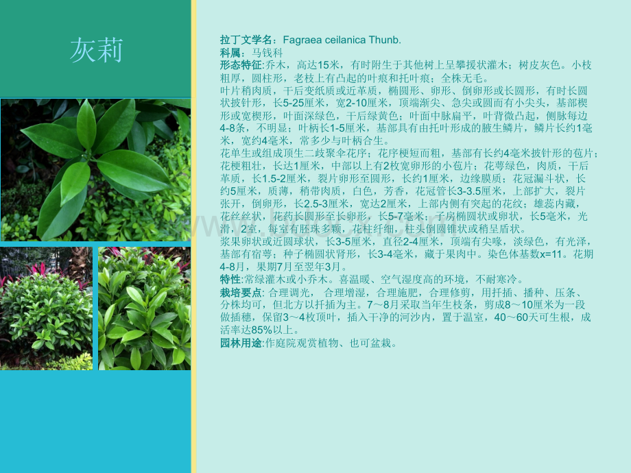 植物介绍PPT优质PPT.ppt_第3页