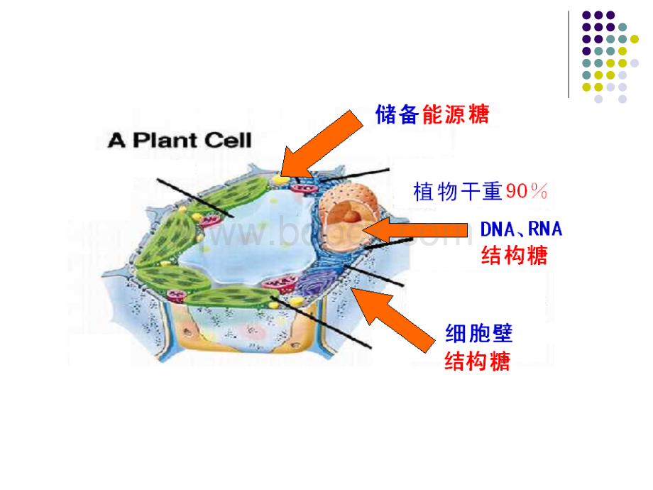 糖类和糖生物学PPT资料.ppt_第2页