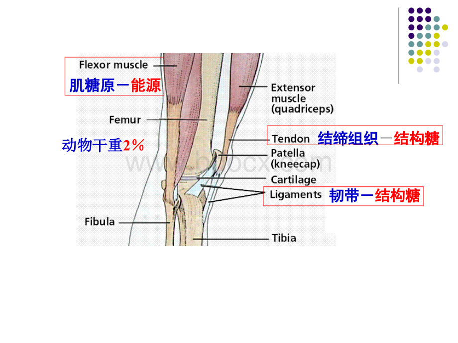 糖类和糖生物学PPT资料.ppt_第3页