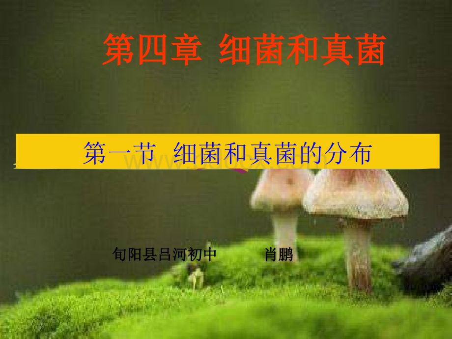 八年级生物第四章第一节细菌和真菌的分布课件上课用PPT推荐.ppt_第1页