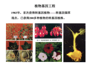 基因工程原理与技术-植物基因工程.ppt