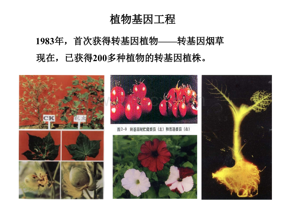 基因工程原理与技术-植物基因工程PPT文件格式下载.ppt_第1页