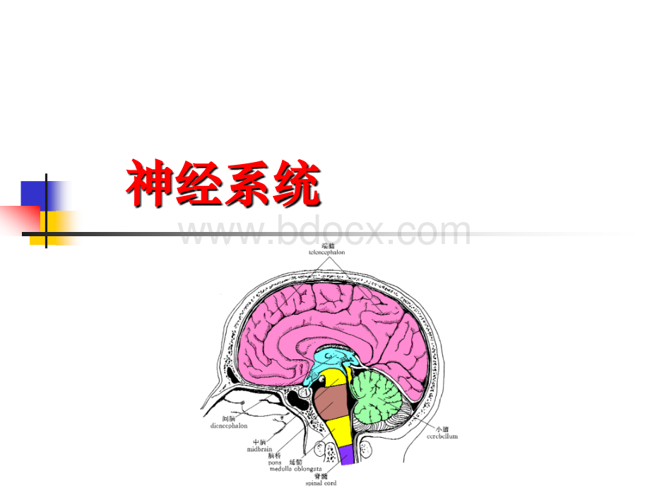 神经系统、内分泌系统、生殖系统.ppt