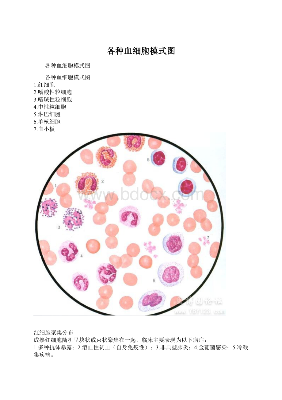 各种血细胞模式图Word文档下载推荐.docx_第1页