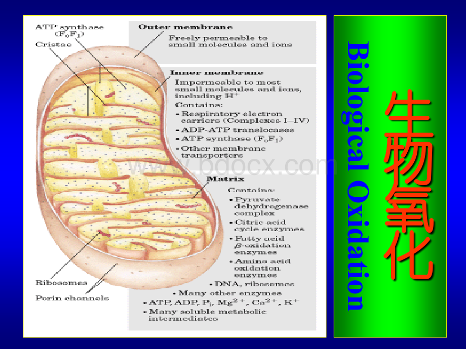 复旦大学生化课件生物氧化2PPT课件下载推荐.ppt