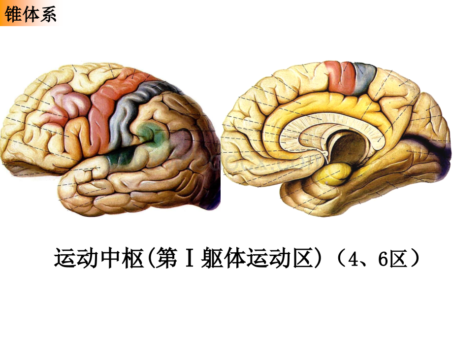 运动传导路PPT格式课件下载.ppt