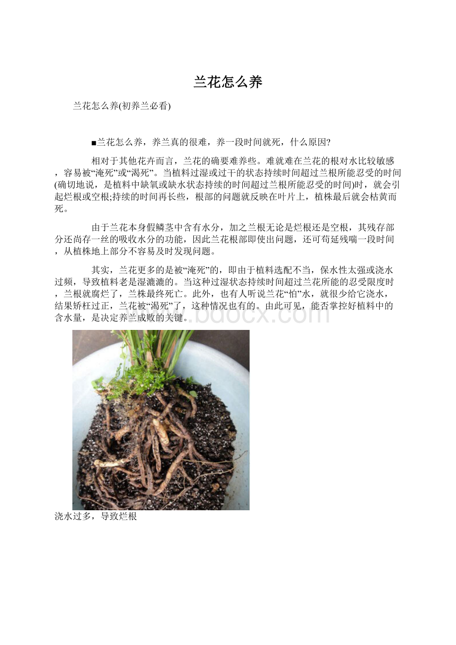 兰花怎么养.docx_第1页