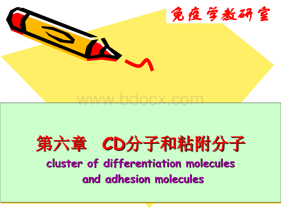 CD分子和粘附分子优质PPT.ppt_第1页