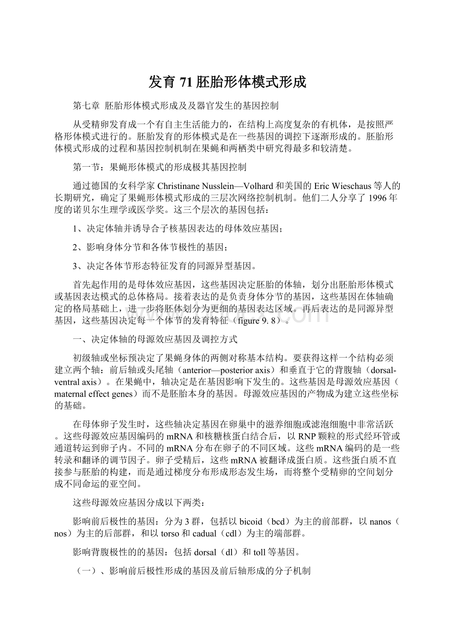 发育71胚胎形体模式形成Word下载.docx