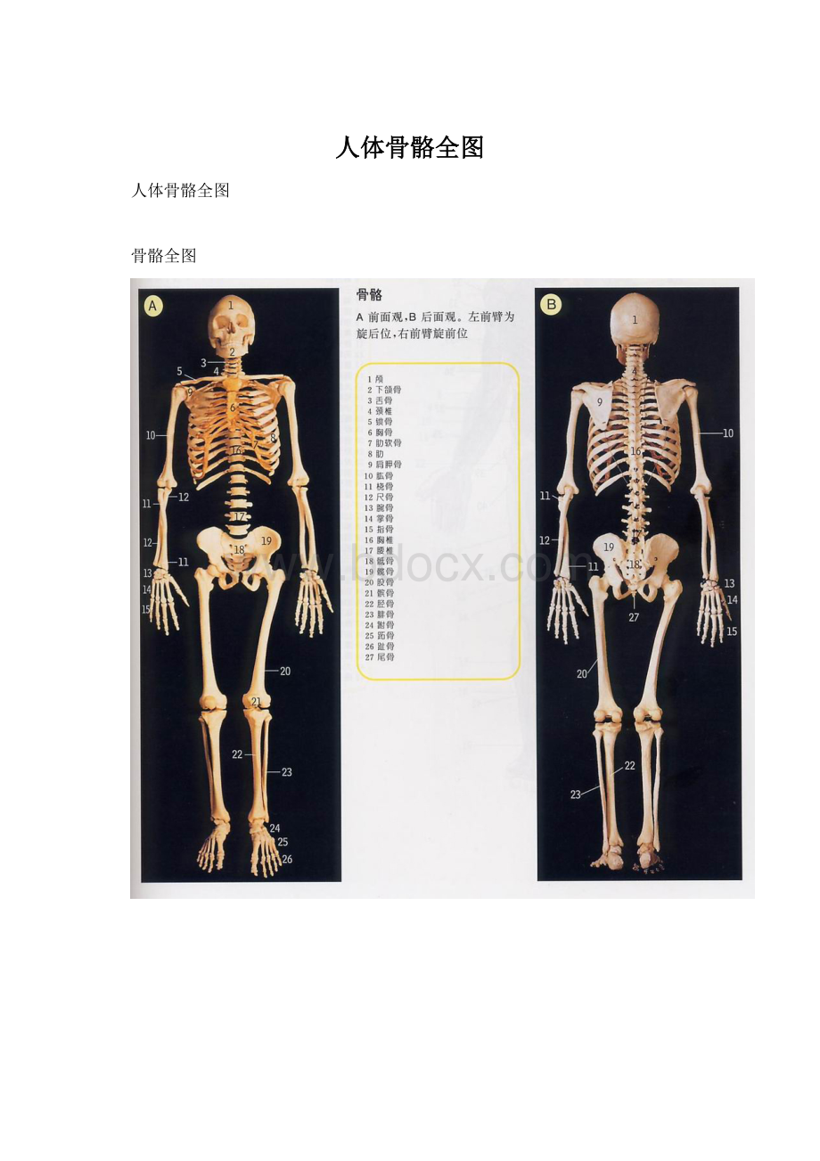 人体骨骼全图.docx