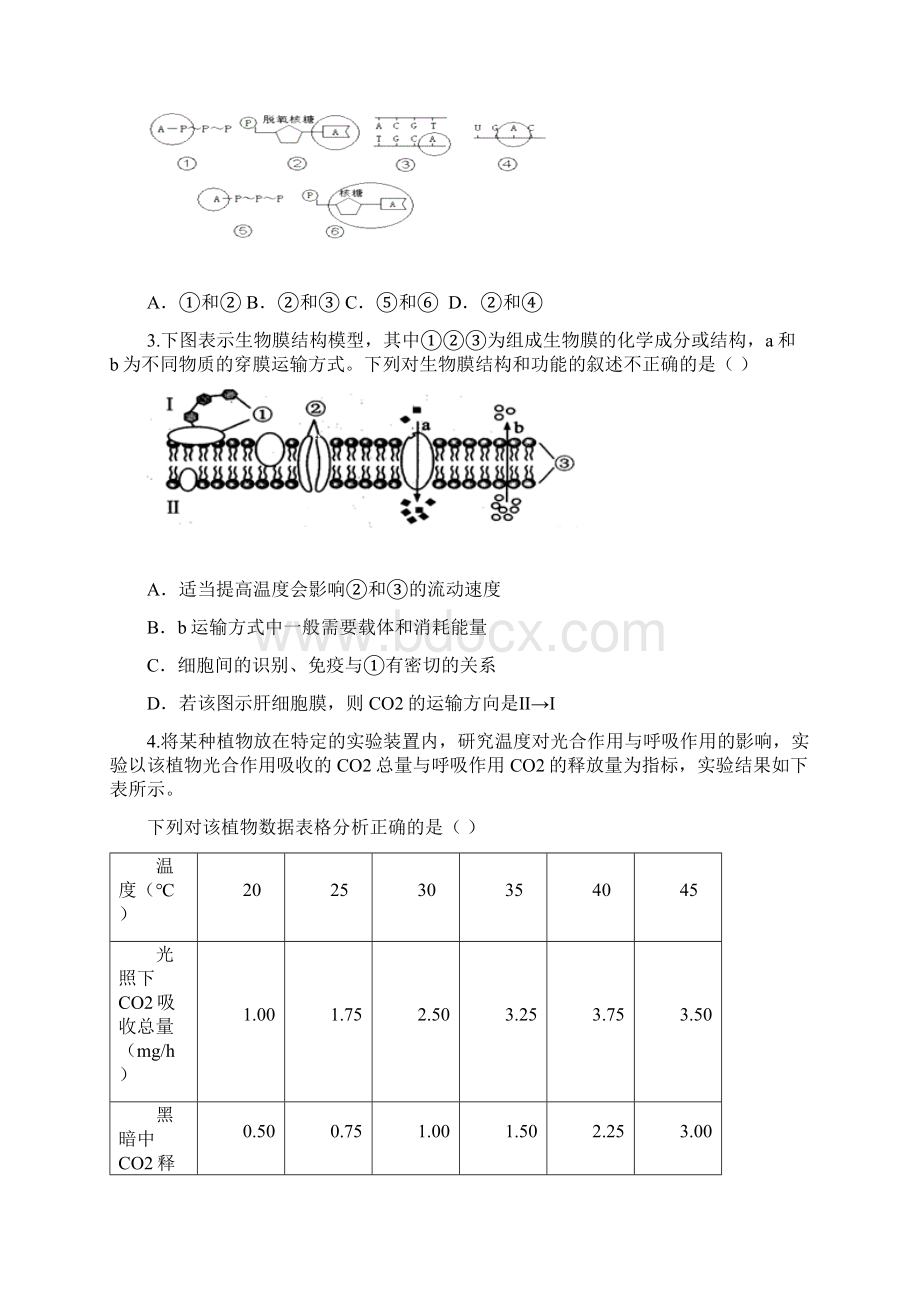 届河北省衡水金卷高三第五次模拟考试生物试题文档格式.docx_第2页