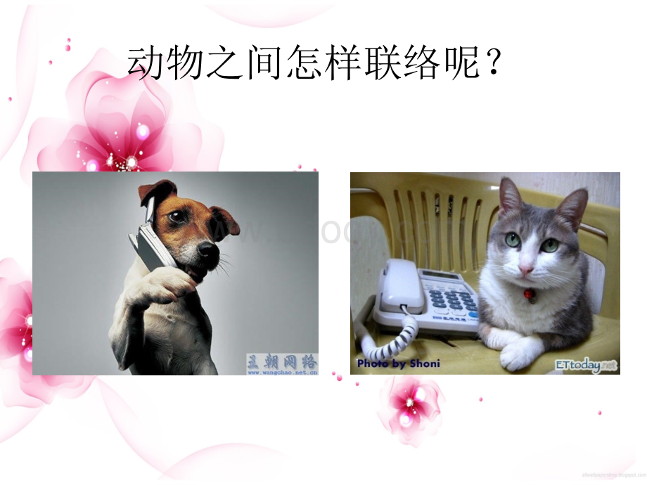 大班科学《动物之间怎样联络》.ppt_第3页