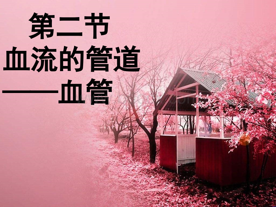 《血流的管道血管》课件1.ppt_第1页