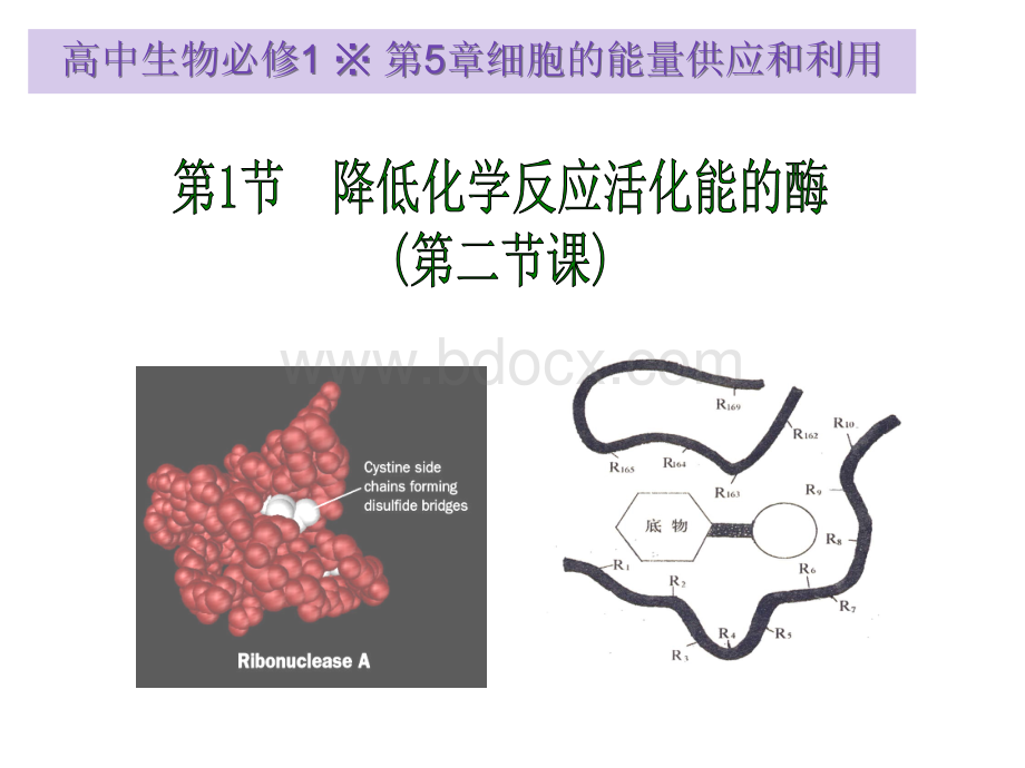 生物必修课堂教学课件降低化学反应活化能的酶PPT文档格式.ppt