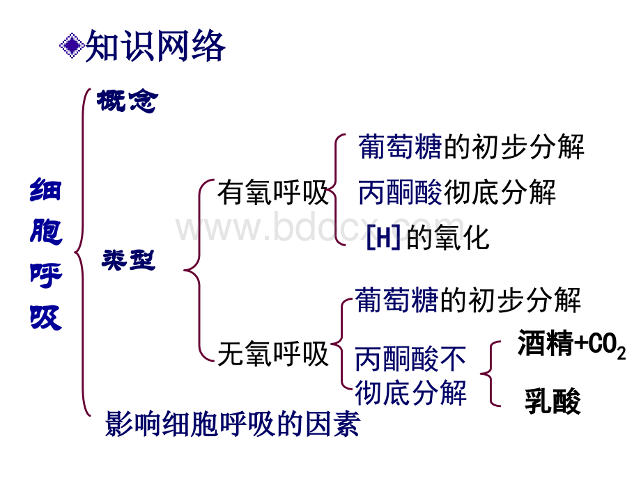 细胞呼吸(专题复习)(课件)优质PPT.ppt_第3页