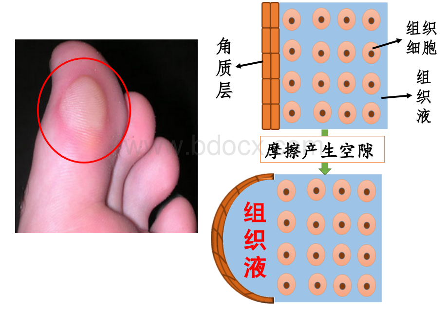 一轮复习内环境稳态公开课.ppt_第3页