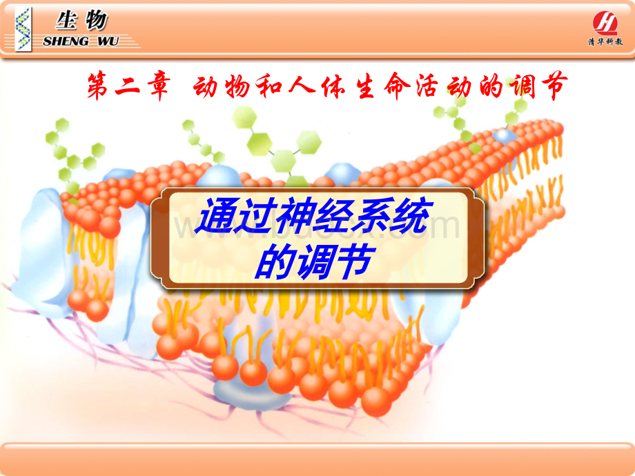 生物学③必修2.1《通过神经系统的调节》PPT课件PPT课件下载推荐.ppt_第2页