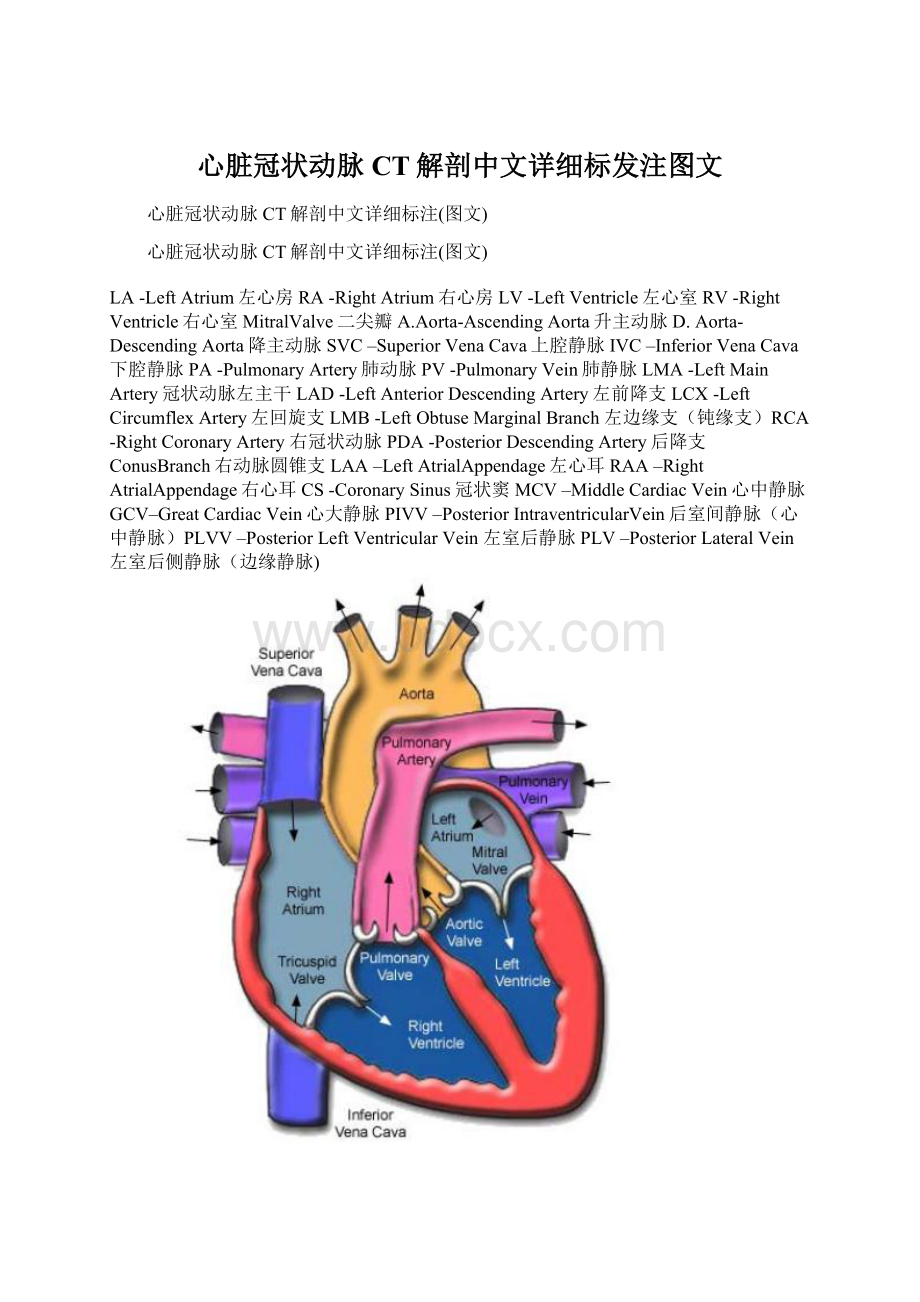 心脏冠状动脉CT解剖中文详细标发注图文Word下载.docx