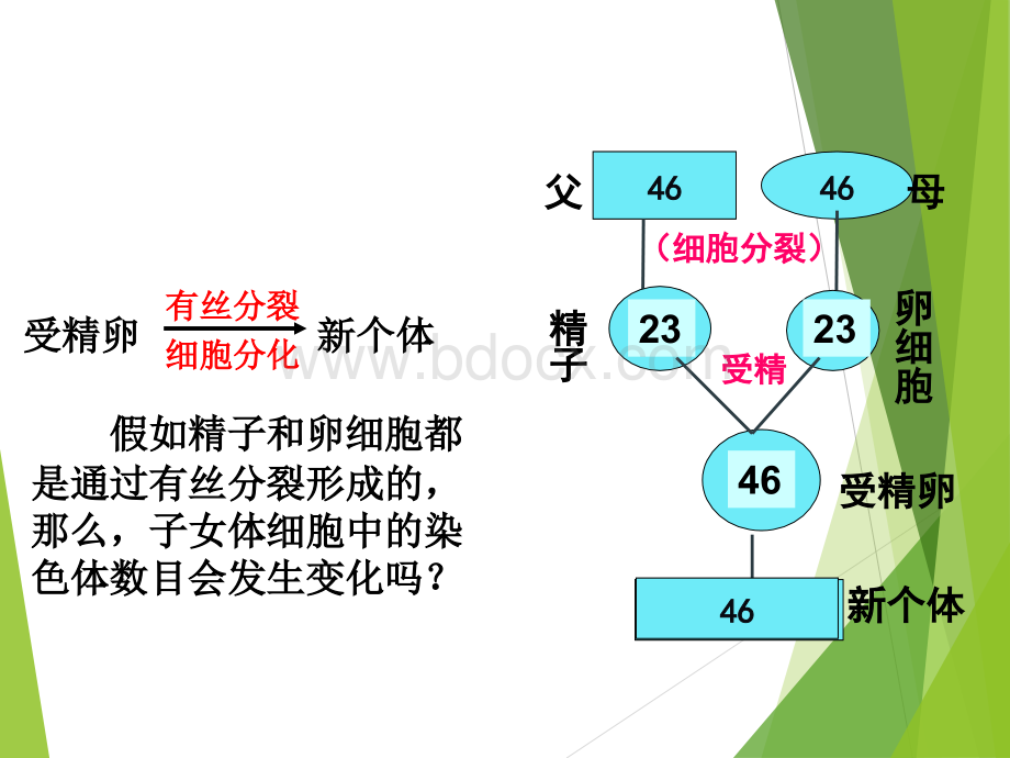 减数分裂动画全过程.ppt_第2页