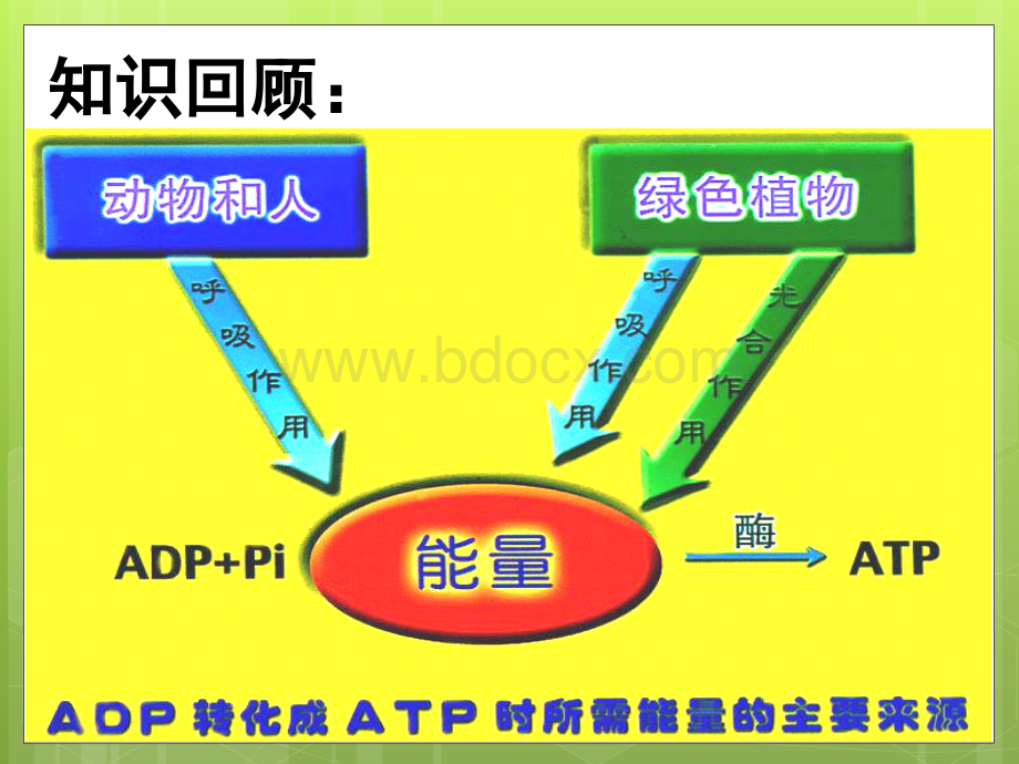 高中生物-细胞呼吸精品课件-唐海PPT文档格式.pptx