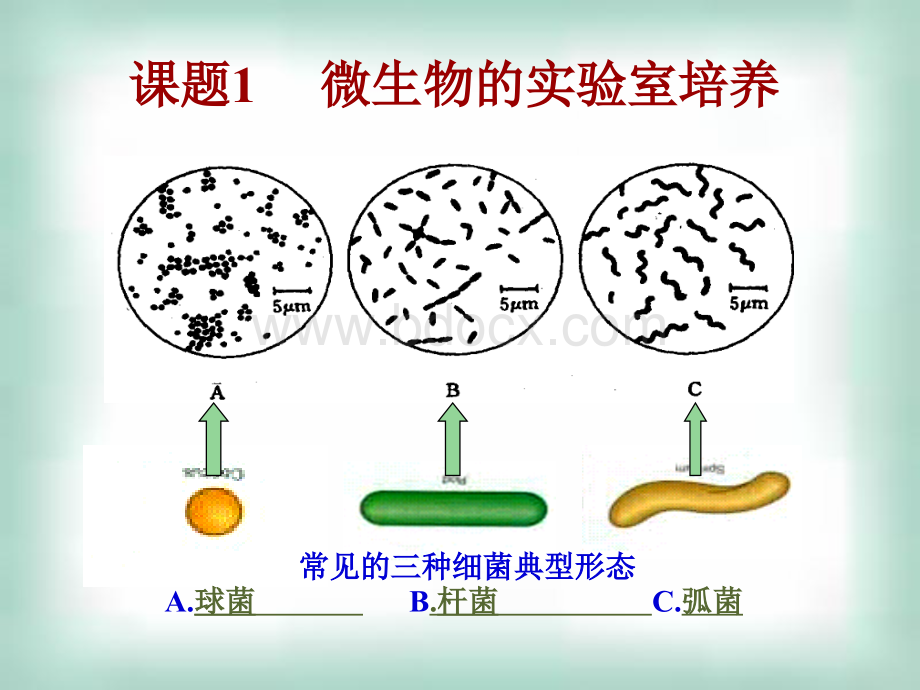 公开课课题微生物的实验室培养PPT推荐.ppt_第1页