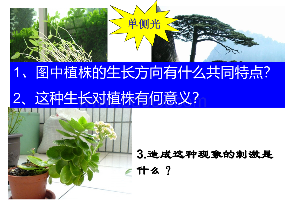 2014植物生长素的发现pptPPT文件格式下载.ppt_第3页