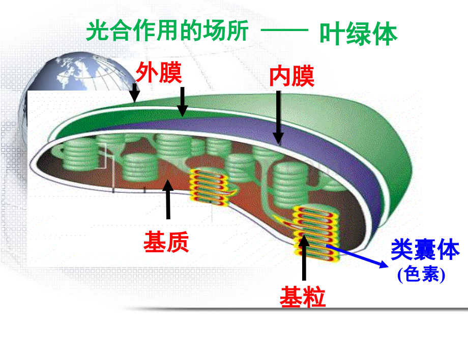 实验叶绿体中色素的提取和分离.ppt_第1页