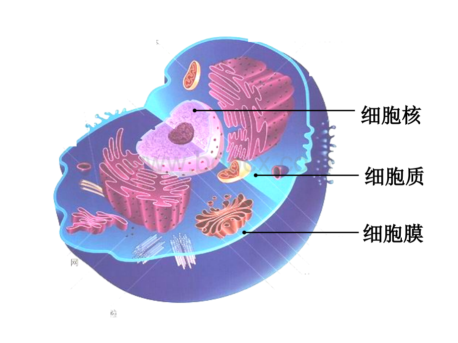 细胞膜.ppt_第3页