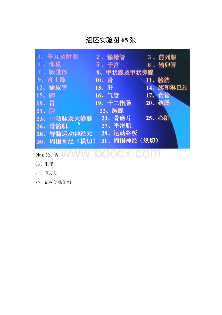 组胚实验图65张Word文档下载推荐.docx