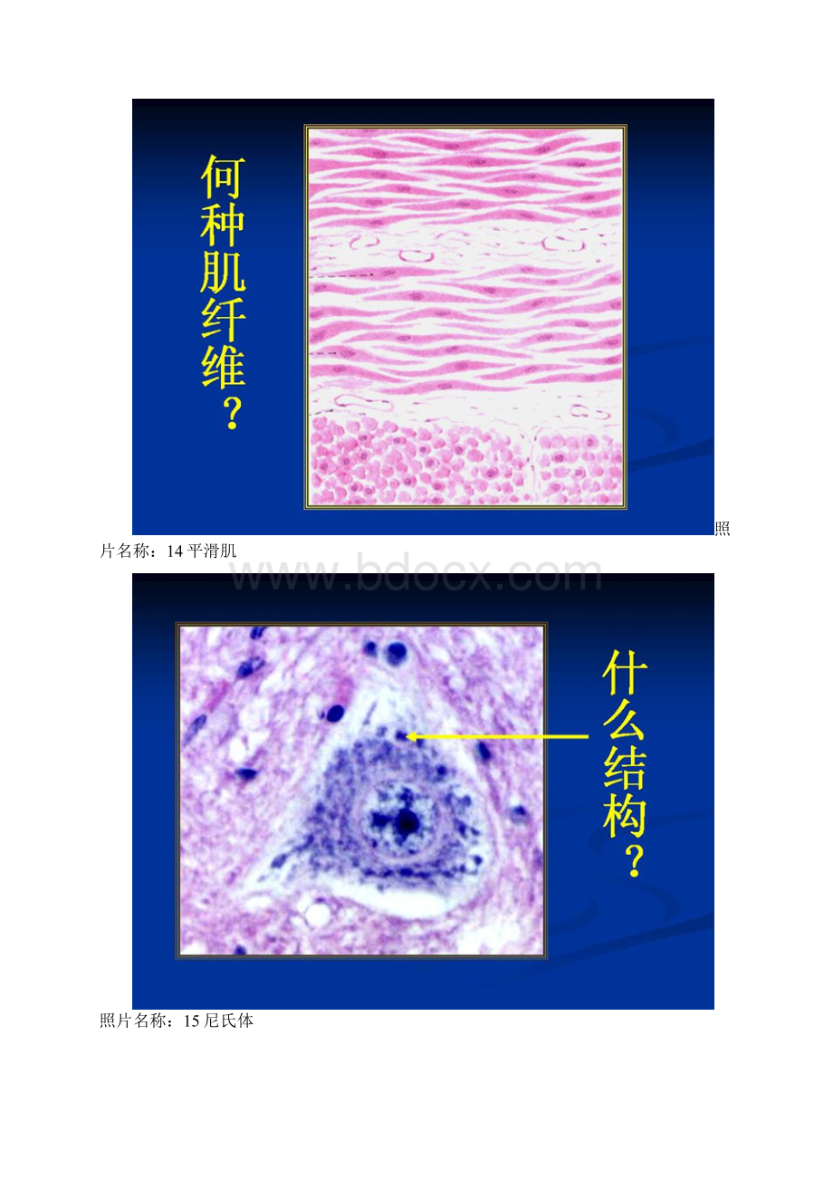 组胚实验图65张Word文档下载推荐.docx_第2页