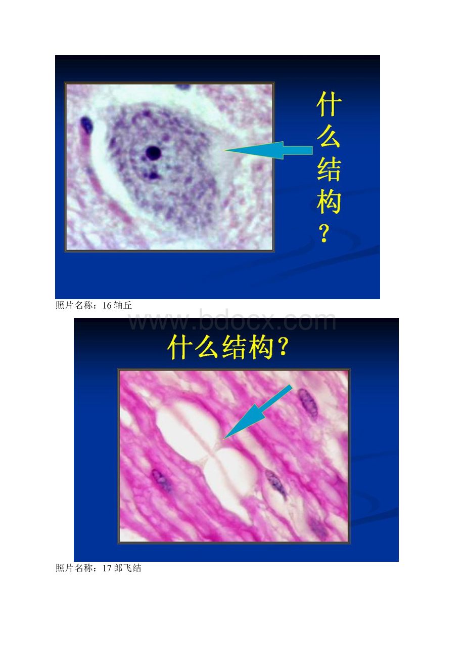 组胚实验图65张Word文档下载推荐.docx_第3页