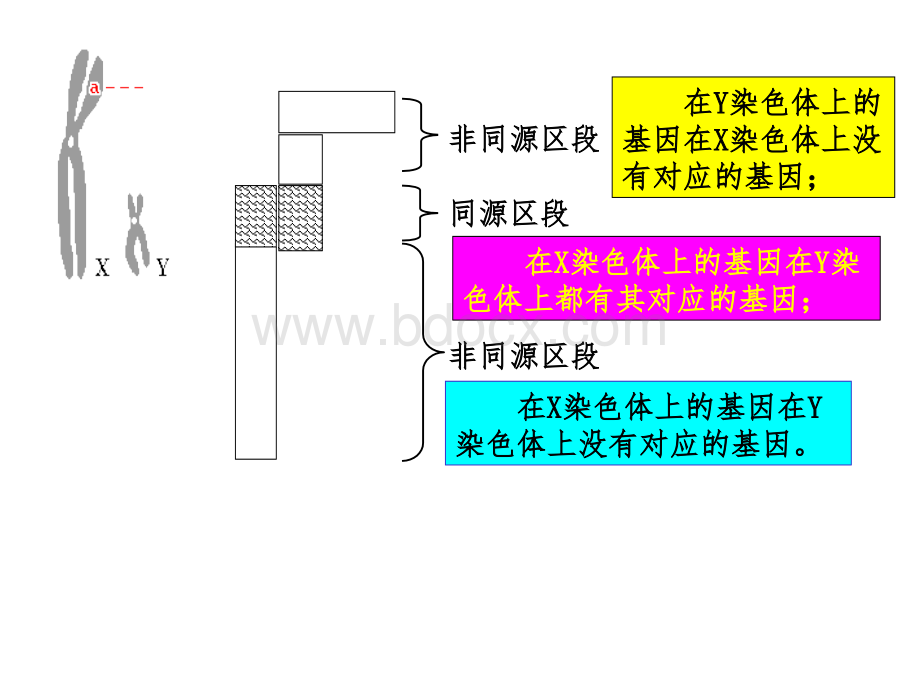 一轮复习伴性遗传PPT资料.ppt_第1页